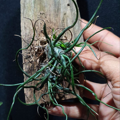 Tillandsia Bulbosa - Air plant