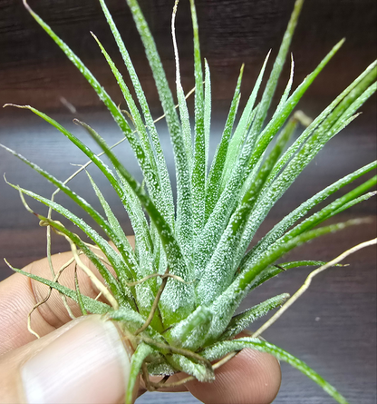 Tillandsia Ionantha - Air plant