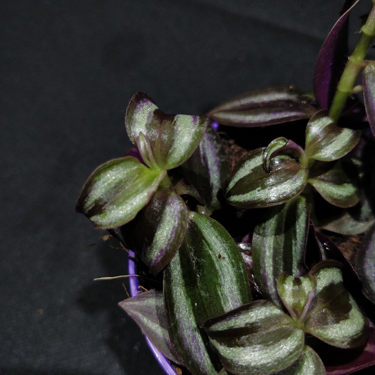 Inch Plant - Tradescantia