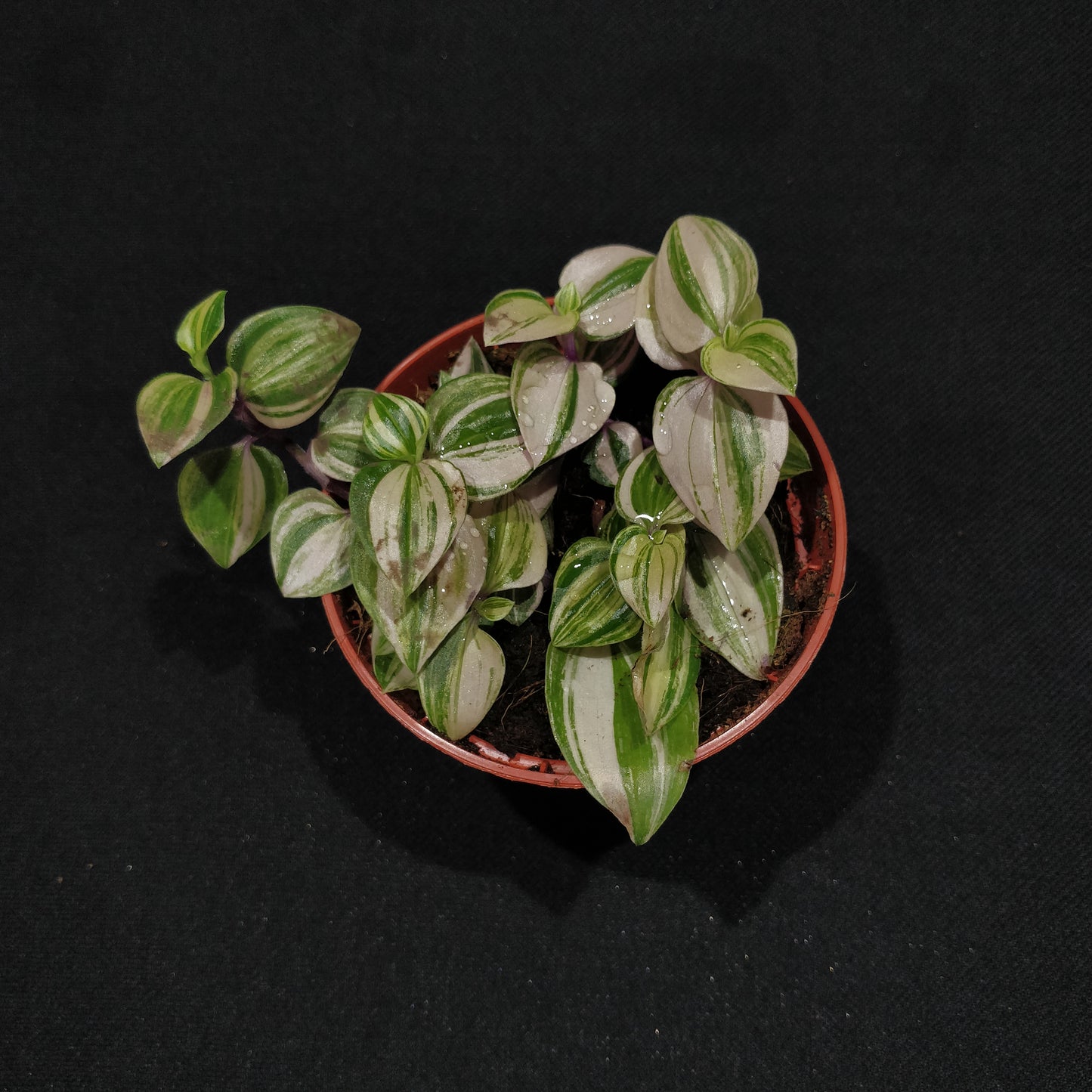 Inch Plant - Tradescantia