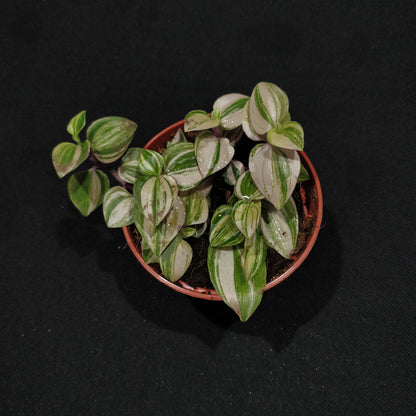 Inch Plant - Tradescantia