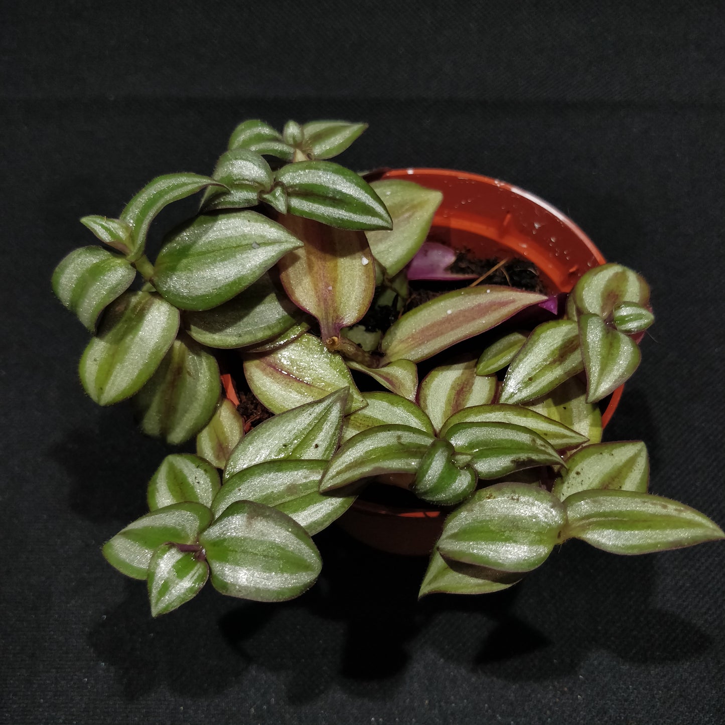 Inch Plant - Tradescantia