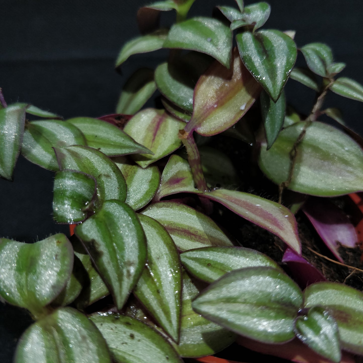 Inch Plant - Tradescantia