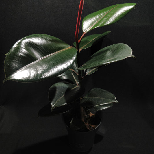 Rubber Fig - Ficus Elastica