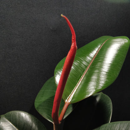 Rubber Fig - Ficus Elastica