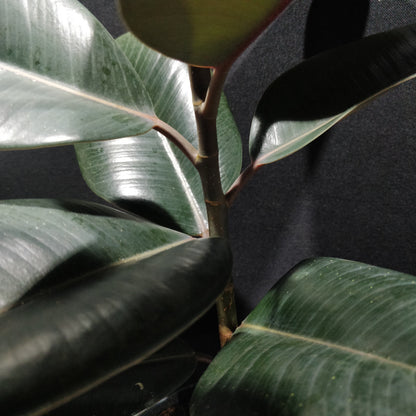 Rubber Fig - Ficus Elastica