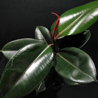 Rubber Fig - Ficus Elastica