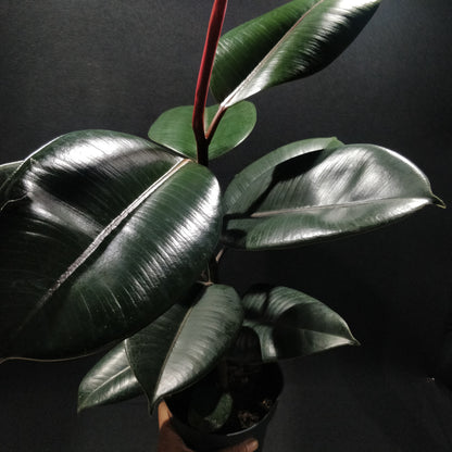 Rubber Fig - Ficus Elastica