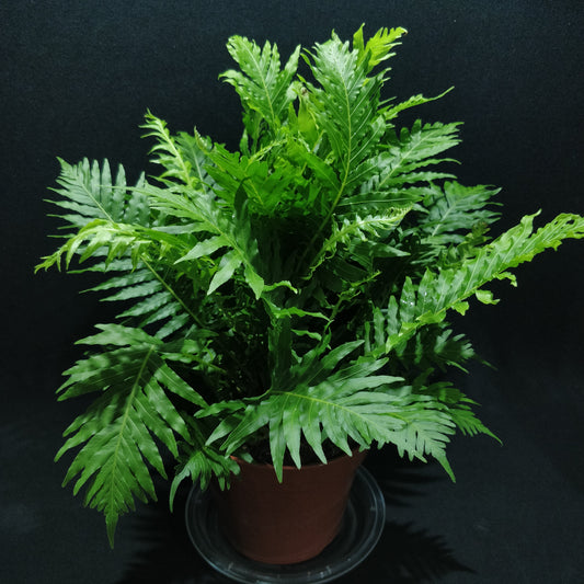 Dwarf Tree Fern - Blechnum Gibbum