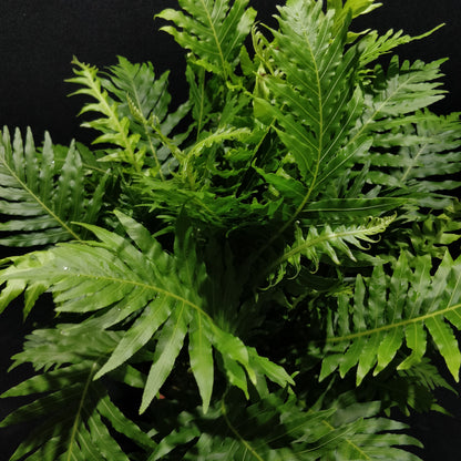 Dwarf Tree Fern - Blechnum Gibbum