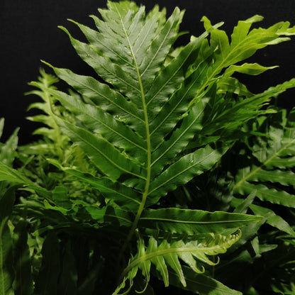 Dwarf Tree Fern - Blechnum Gibbum