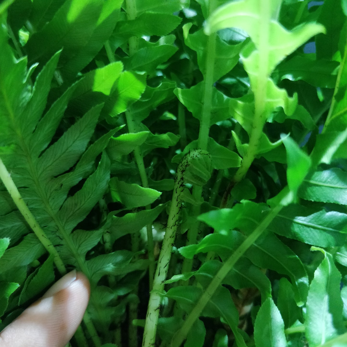 Dwarf Tree Fern - Blechnum Gibbum