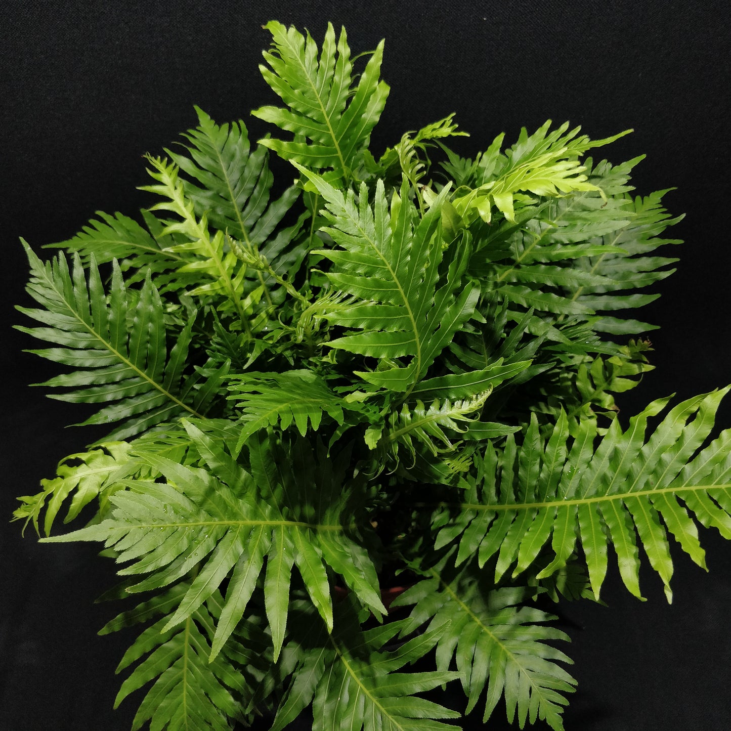 Dwarf Tree Fern - Blechnum Gibbum