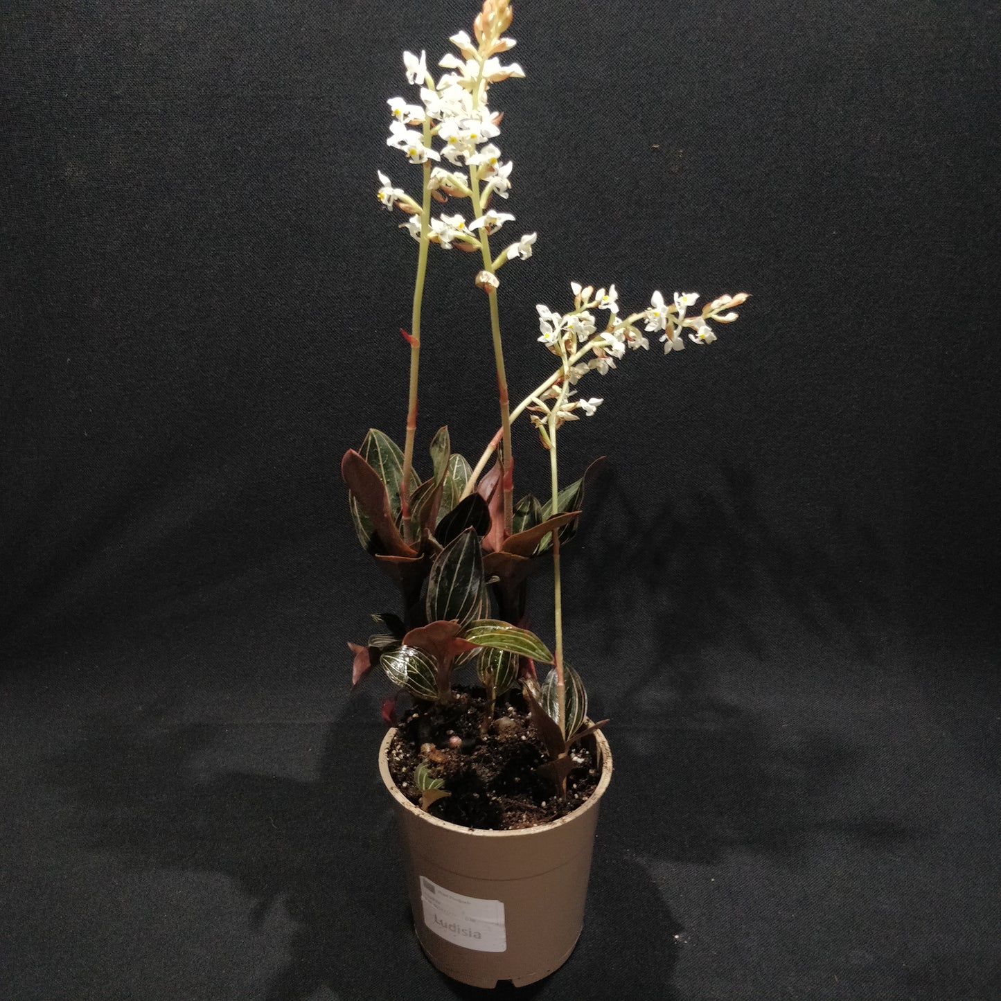 Jewel Orchid - Ludisia Discolor