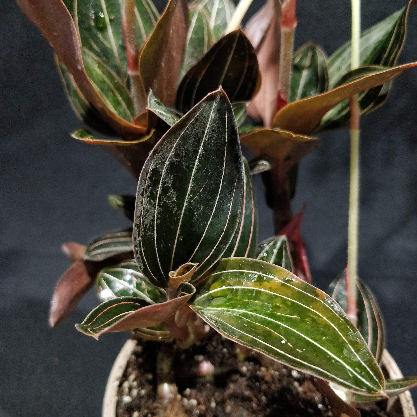 Jewel Orchid - Ludisia Discolor