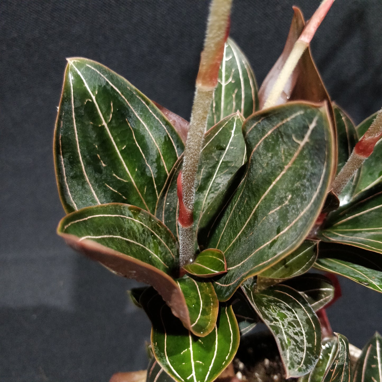 Jewel Orchid - Ludisia Discolor