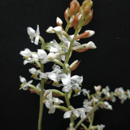 Jewel Orchid - Ludisia Discolor