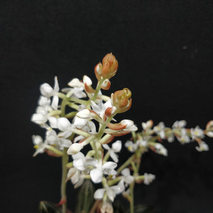 Jewel Orchid - Ludisia Discolor