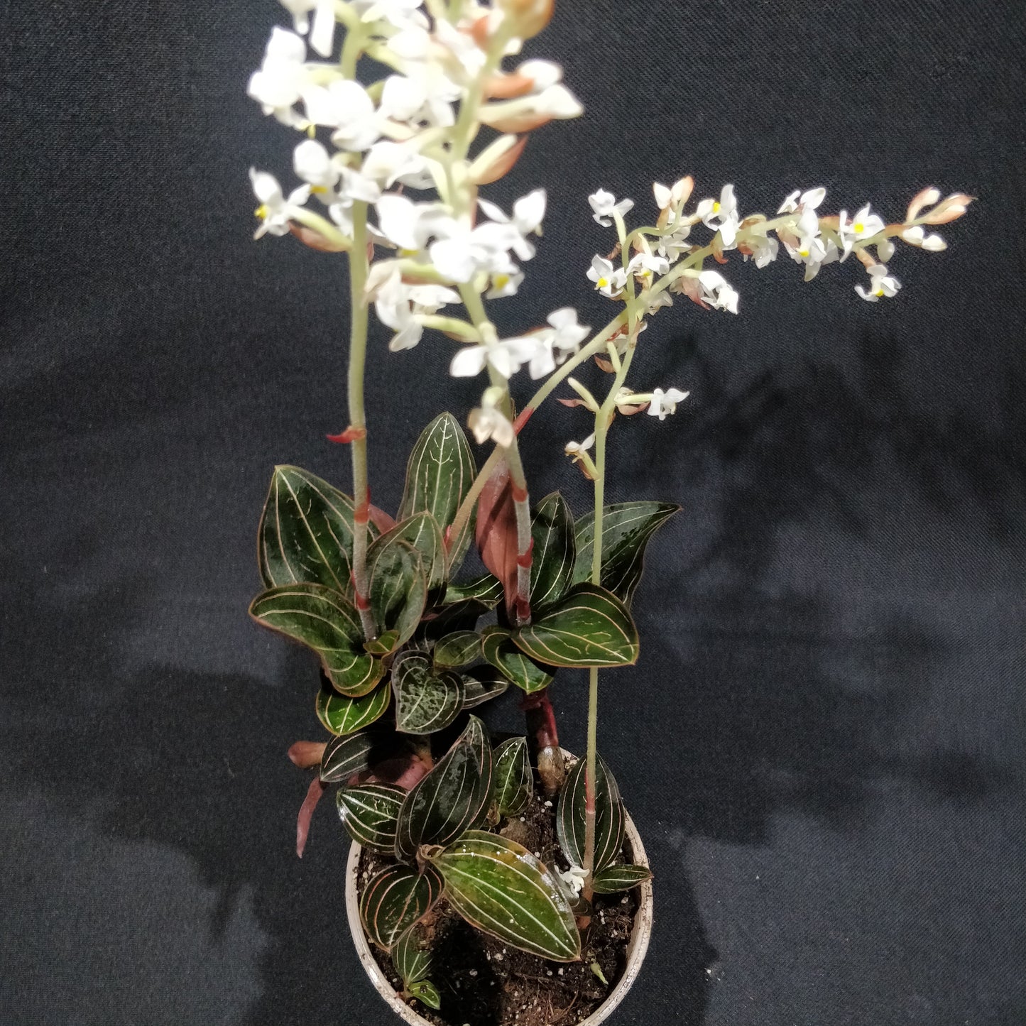 Jewel Orchid - Ludisia Discolor