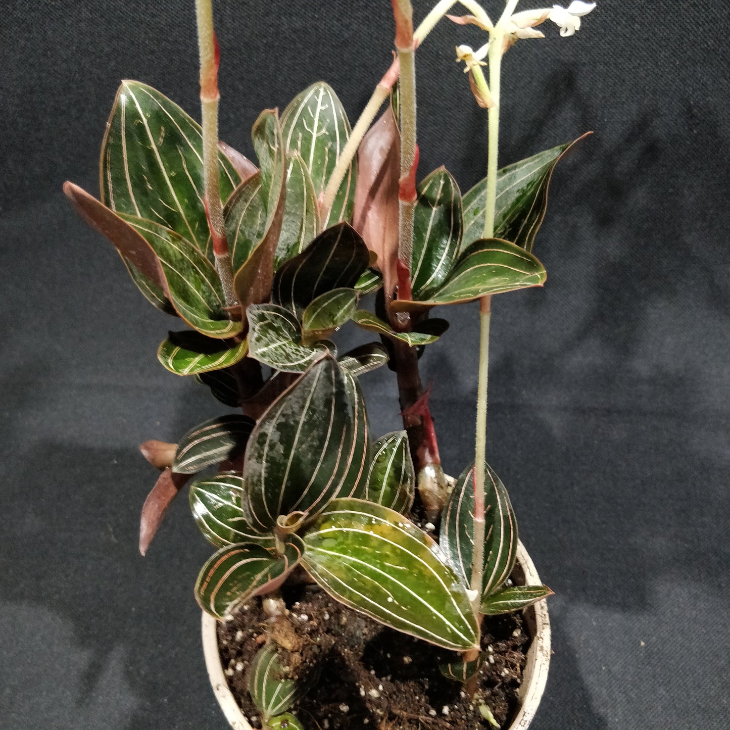 Jewel Orchid - Ludisia Discolor