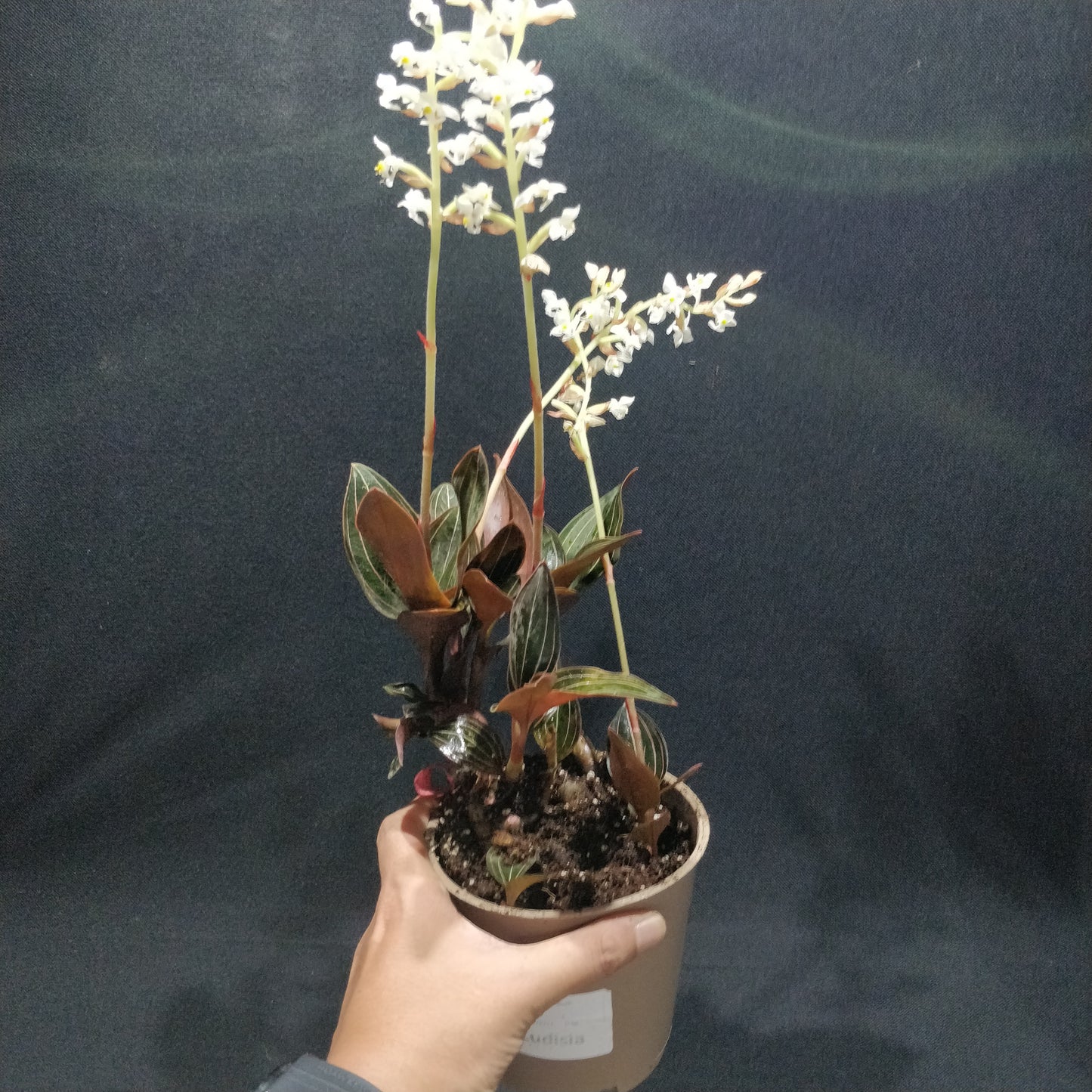 Jewel Orchid - Ludisia Discolor