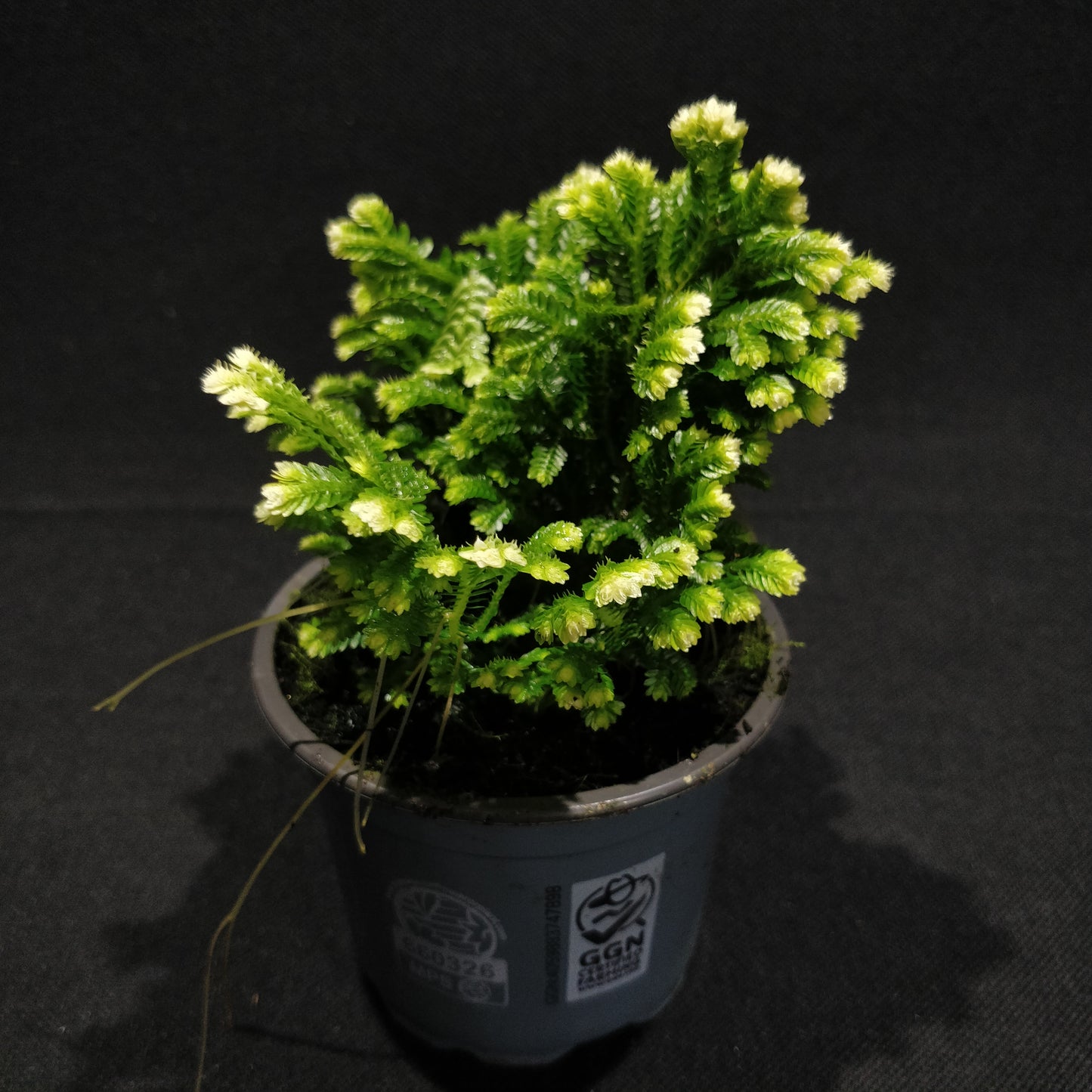 Martens Spikemoss - Selaginella Martensii 'Jori'