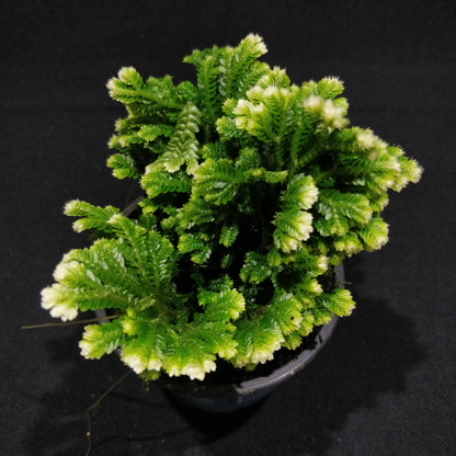 Martens Spikemoss - Selaginella Martensii 'Jori'