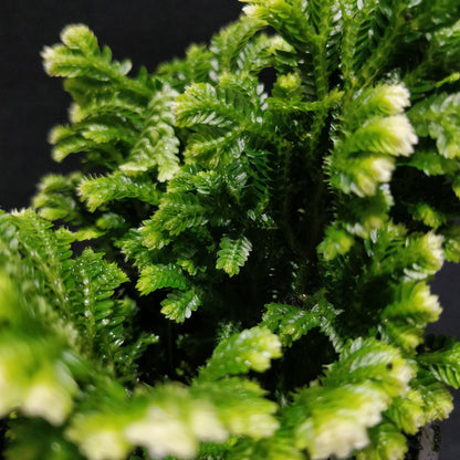 Martens Spikemoss - Selaginella Martensii 'Jori'