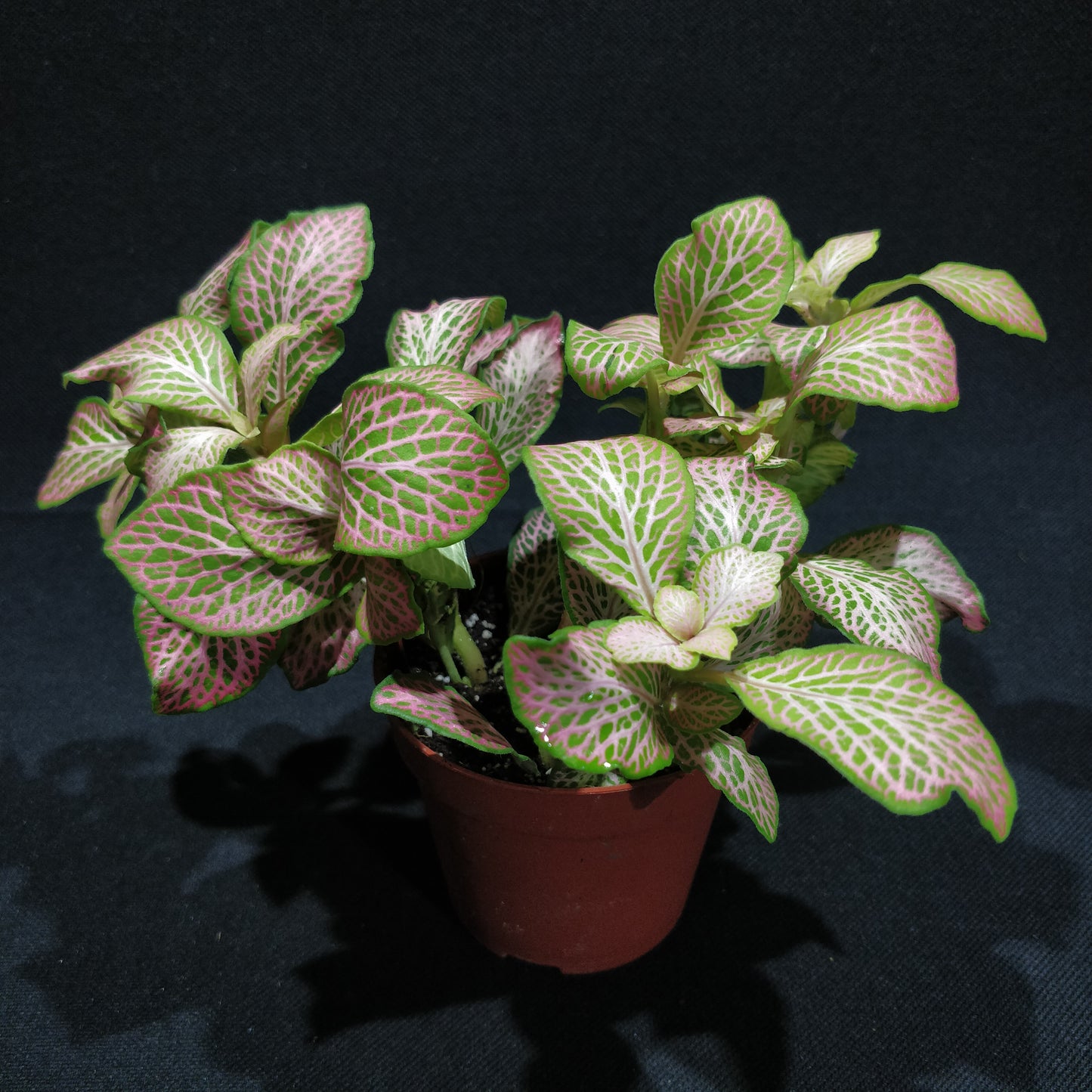 Fittonia - Nerve Plant