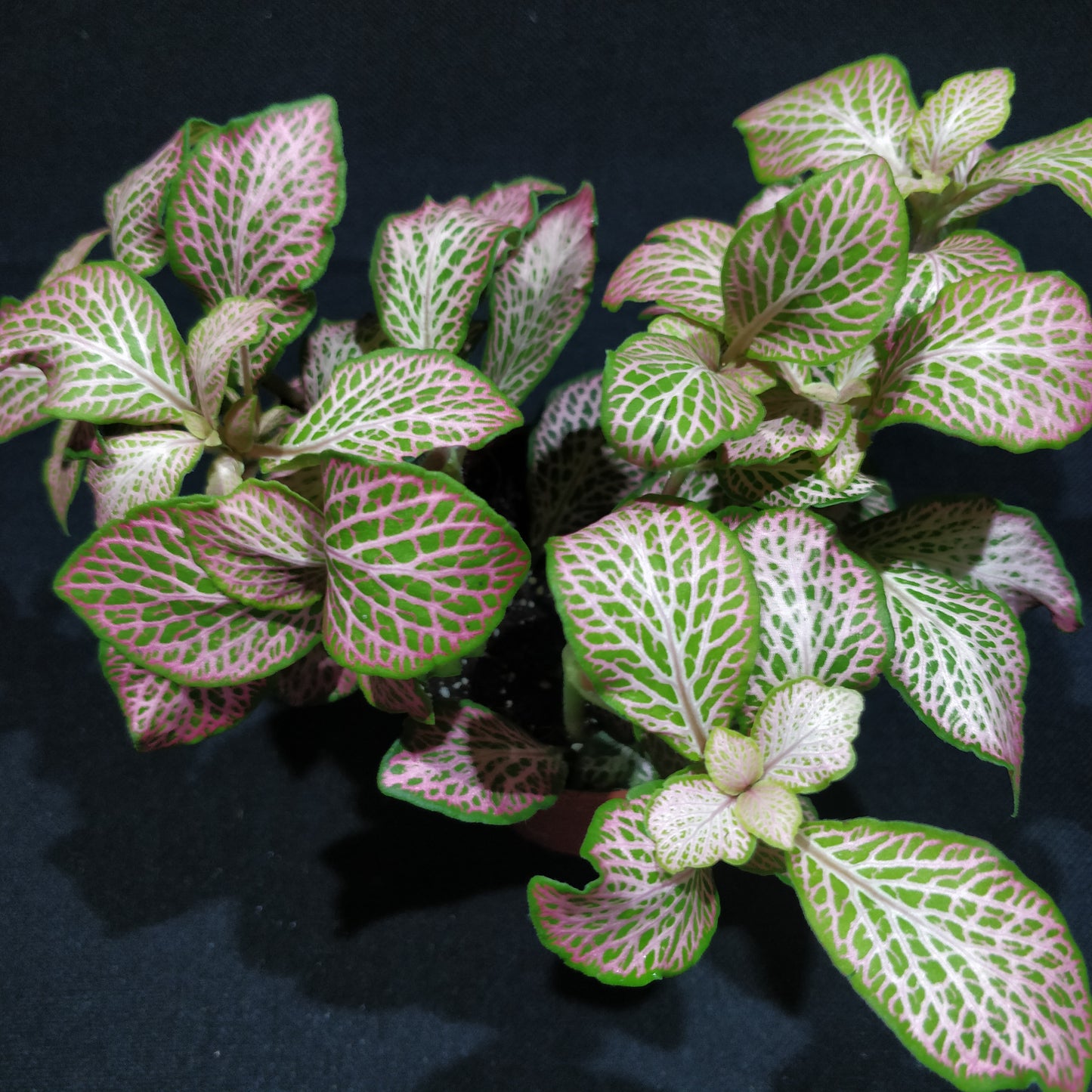 Fittonia - Nerve Plant