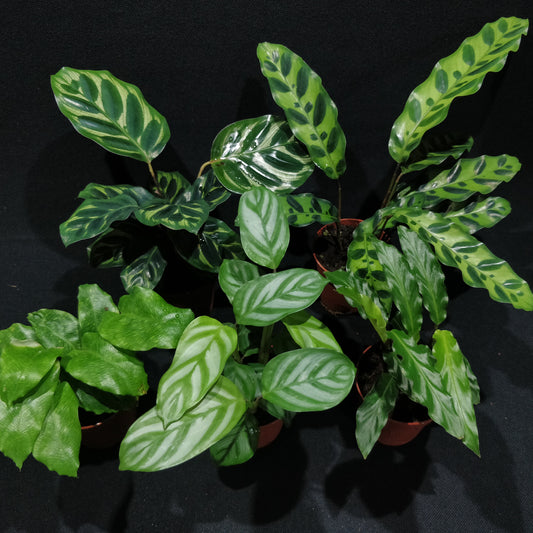 Calathea