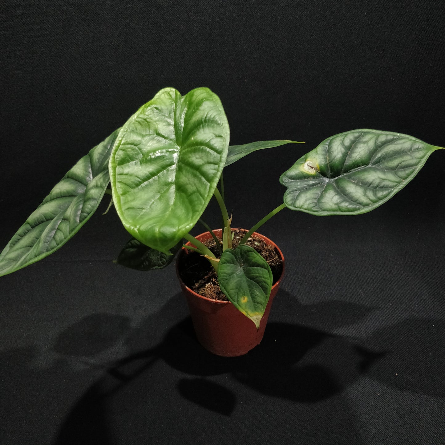 Alocasia Baginda Dragon Scale