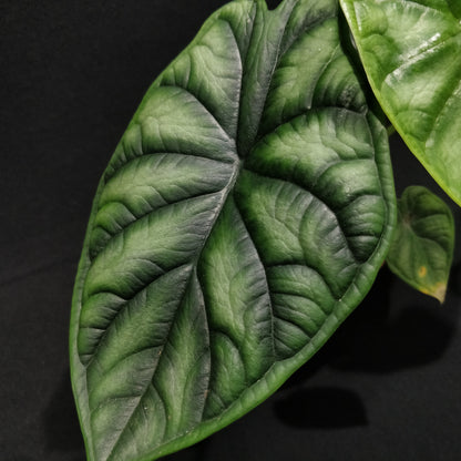 Alocasia Baginda Dragon Scale