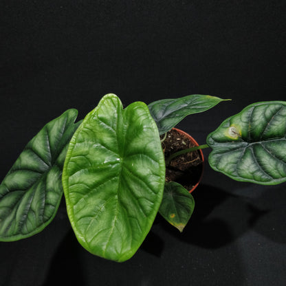 Alocasia Baginda Dragon Scale