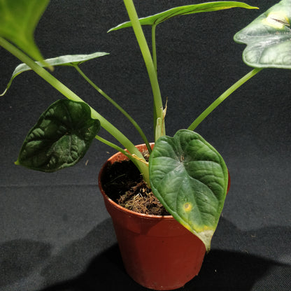 Alocasia Baginda Dragon Scale