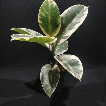 Rubber Fig 'Variegated' - Ficus Elastica Variegata