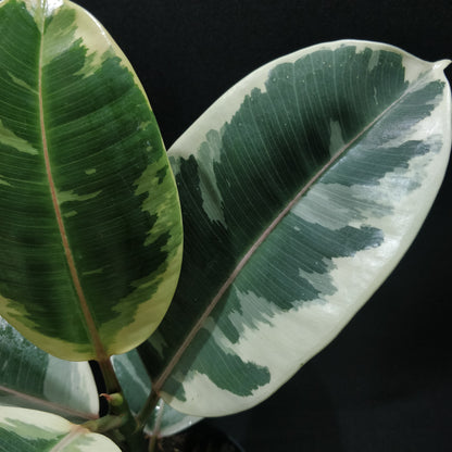 Rubber Fig 'Variegated' - Ficus Elastica Variegata