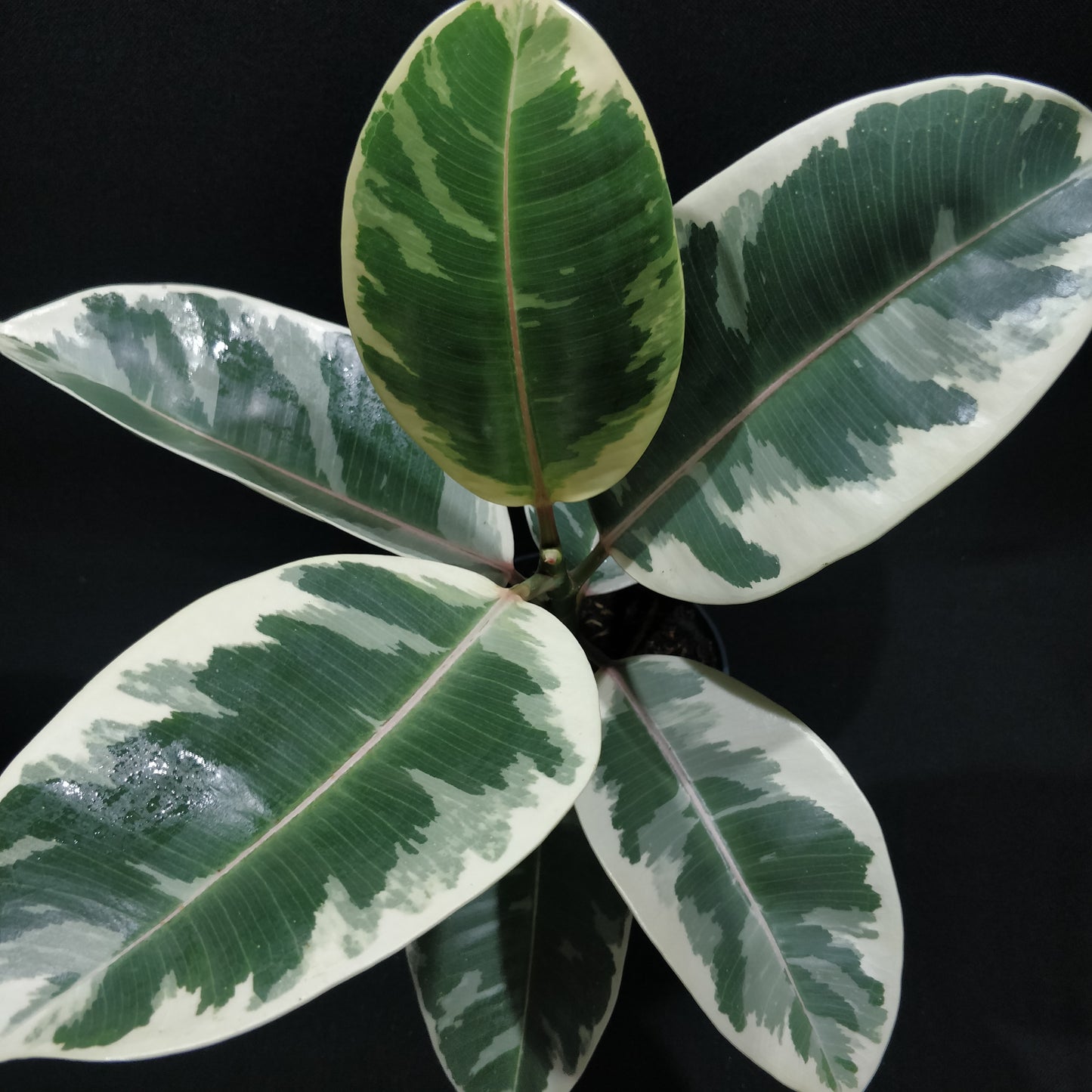 Rubber Fig 'Variegated' - Ficus Elastica Variegata