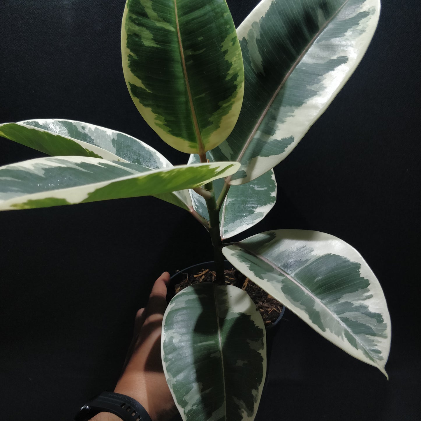 Rubber Fig 'Variegated' - Ficus Elastica Variegata