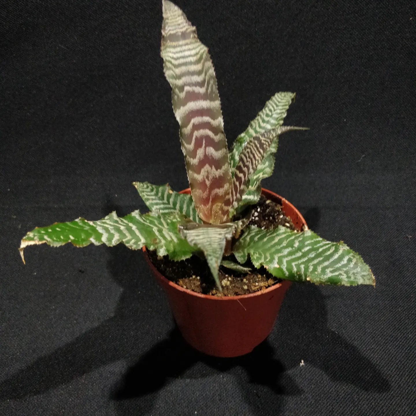 Cryptanthus Zonatus