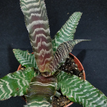 Cryptanthus Zonatus