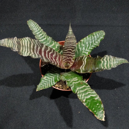 Cryptanthus Zonatus