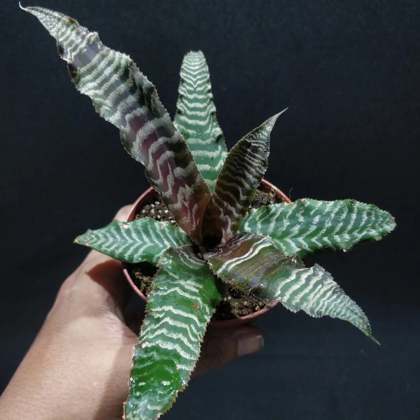 Cryptanthus Zonatus