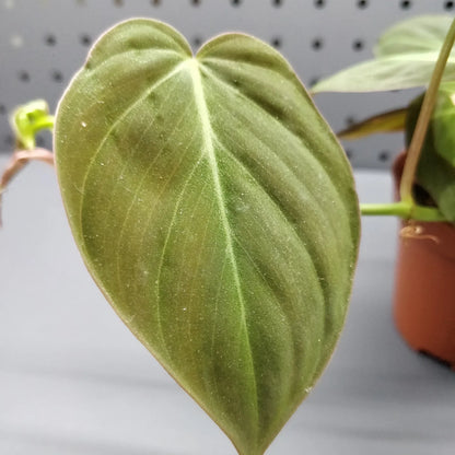 Philodendron Micans