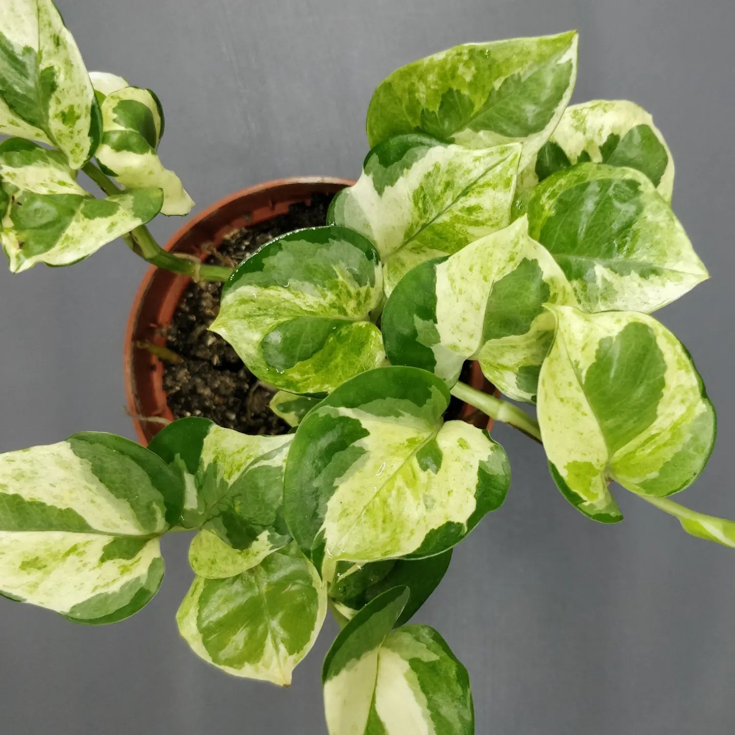 Pearls and Jade Pothos - Epipremnum Aureum