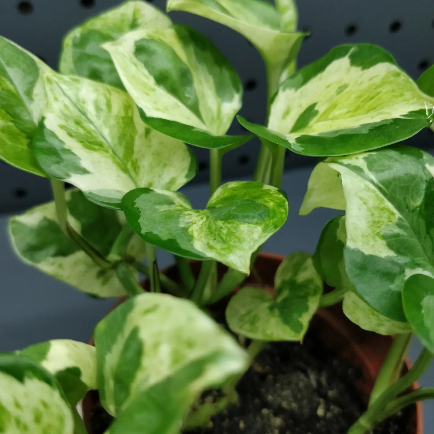 Pearls and Jade Pothos - Epipremnum Aureum