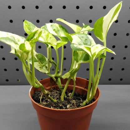 Pearls and Jade Pothos - Epipremnum Aureum