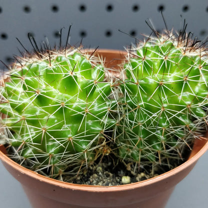 Mammillaria Polythele Cactus