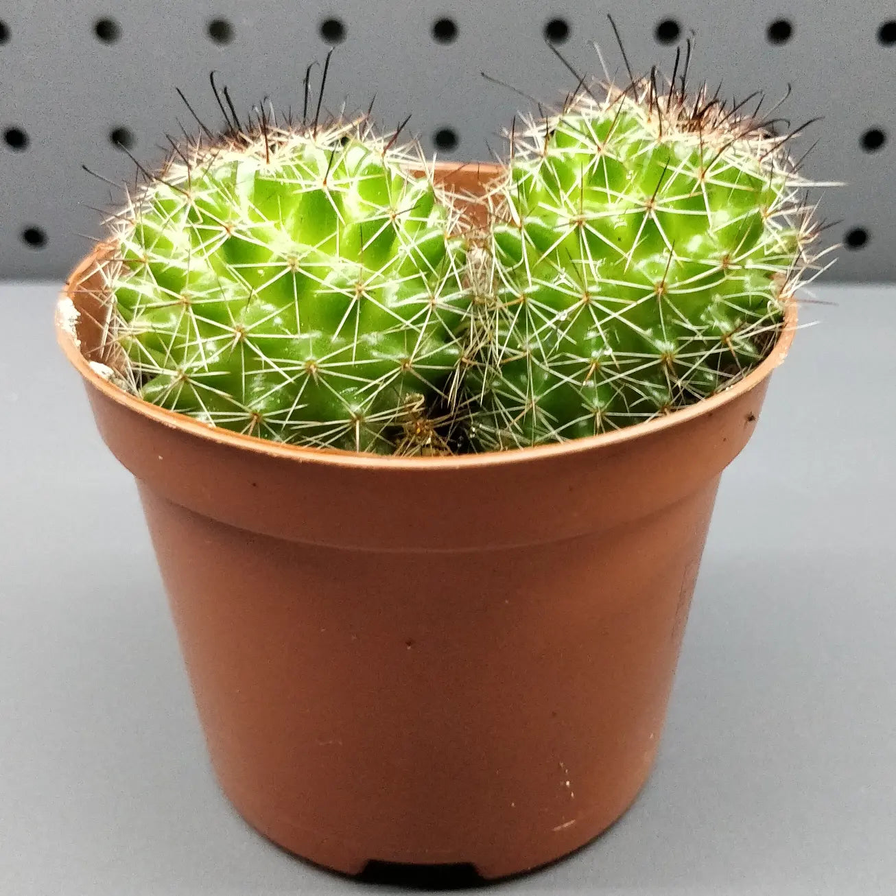 Mammillaria Polythele Cactus