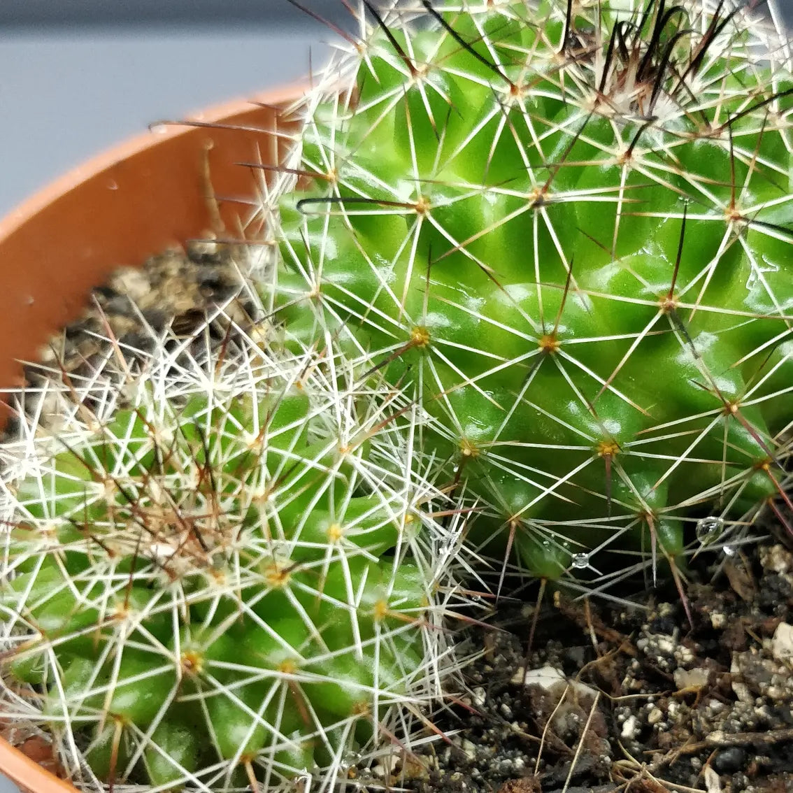 Mammillaria Polythele Cactus